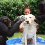 bathing dog