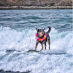 pacifica world dog surfing contest