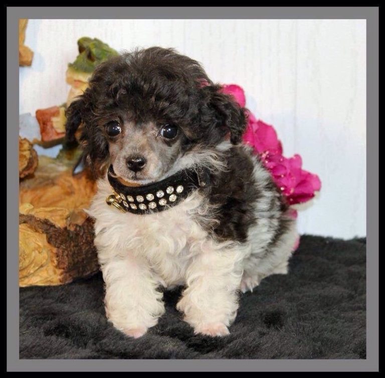 dogbreeder 768x755