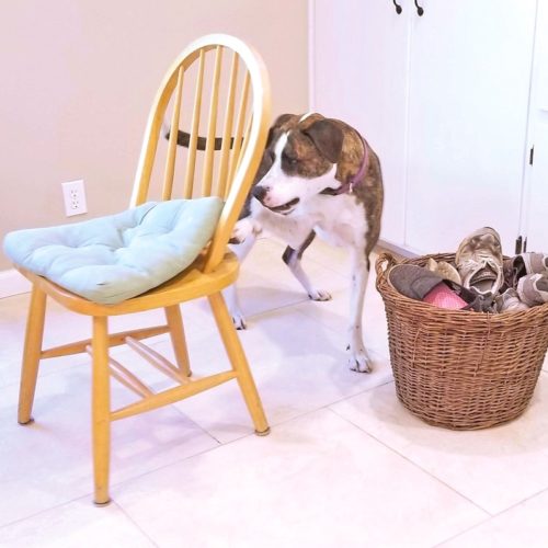 "Nose Games" for Dog Dog Treat Smart