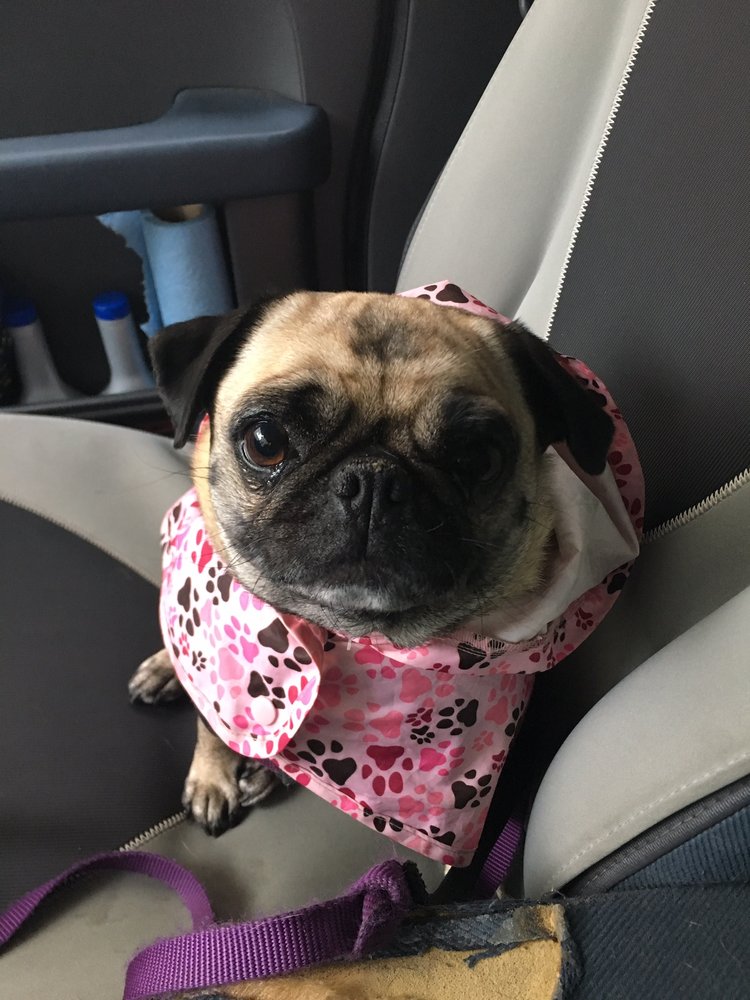 pup