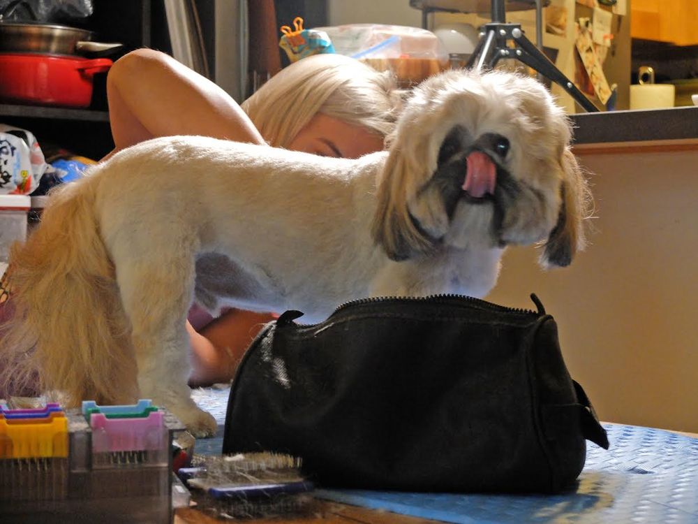 Allie's Pet Grooming NYC Dog Treat Smart