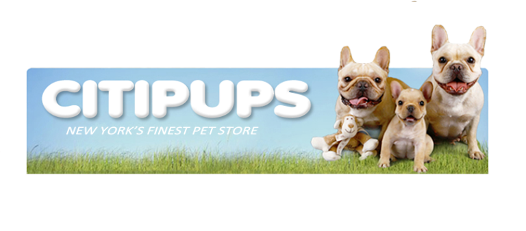 Citipups 768x338