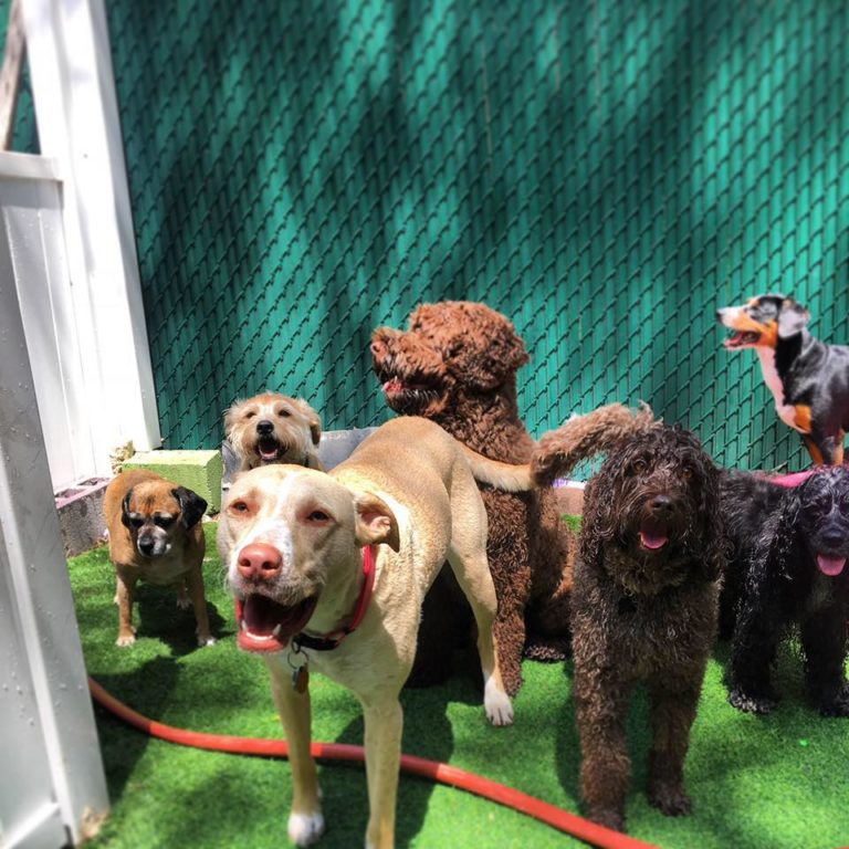 HarlemDoggieDaySpa 768x768