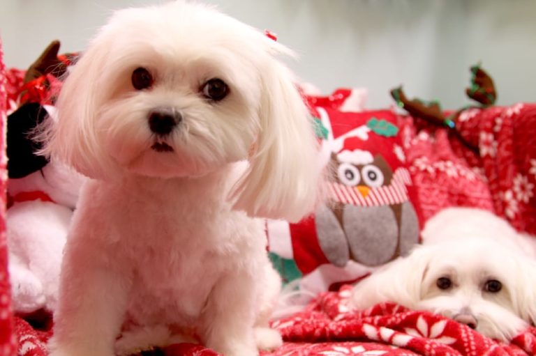 Mariepetgrooming 768x511