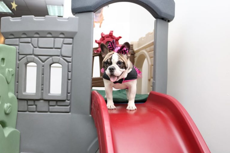 NYCpetservices 768x511