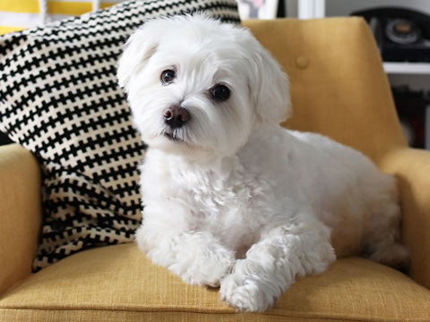 in home dog grooming nyc 480x360