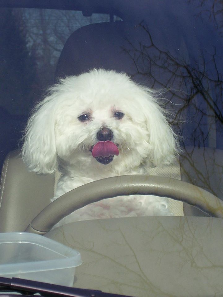 pettaxi