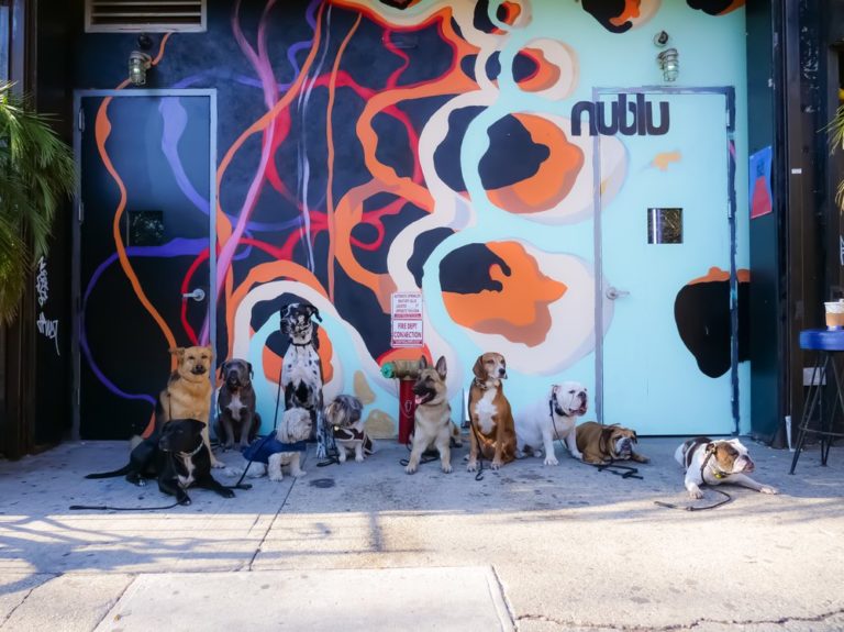 Dreamcometrue 768x575