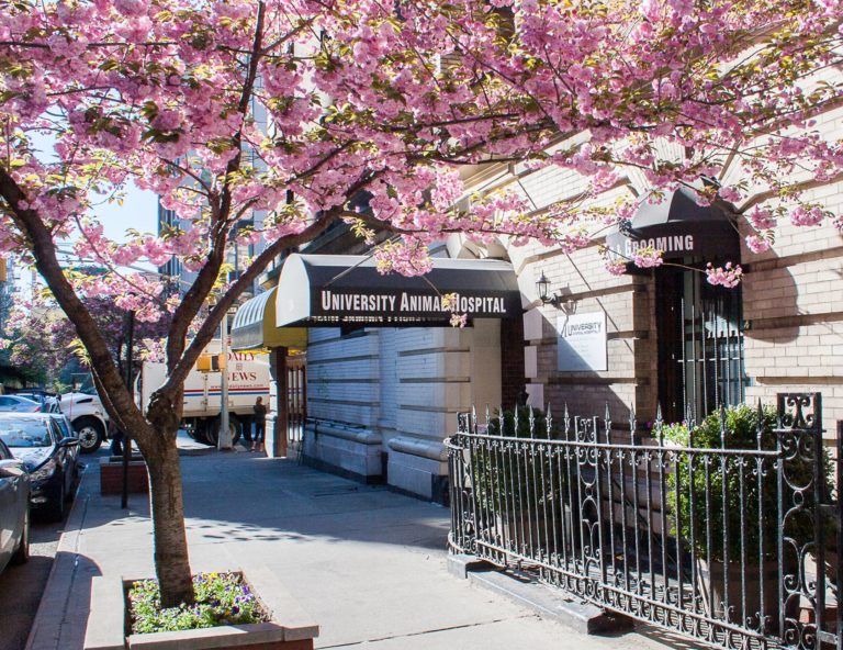 universityanimalhospital 768x592