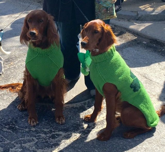 Just Dogs Training Dog Treat Smart