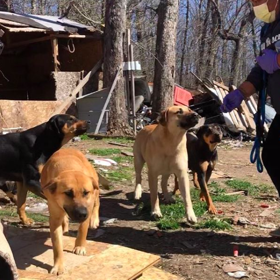 23 dogs rescued by Stray Rescue amid COVID19 pandemic Dog Treat Smart