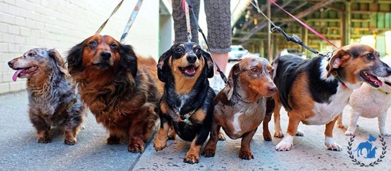 bostonbestdogwalk 768x337