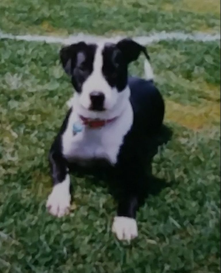 4pawwalking 768x948