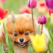 Brendaspets