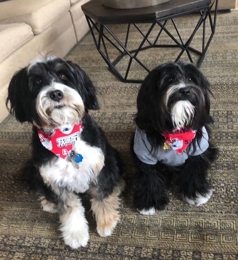 Doggoneit 768x840
