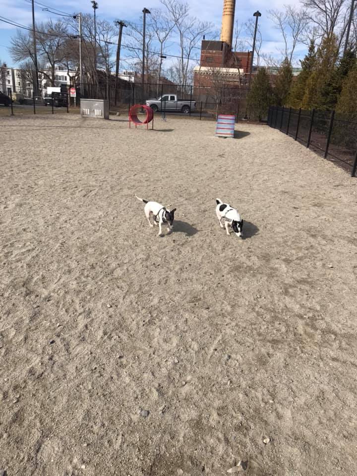 EastfirstDogPark