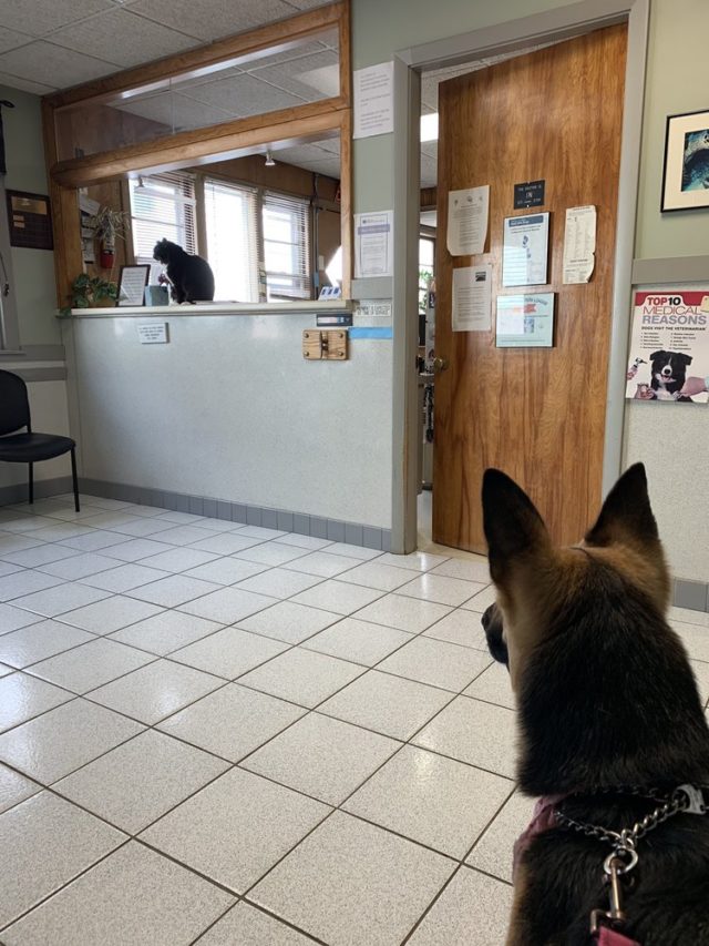 Malden Animal Hospital & Kennel Dog Treat Smart