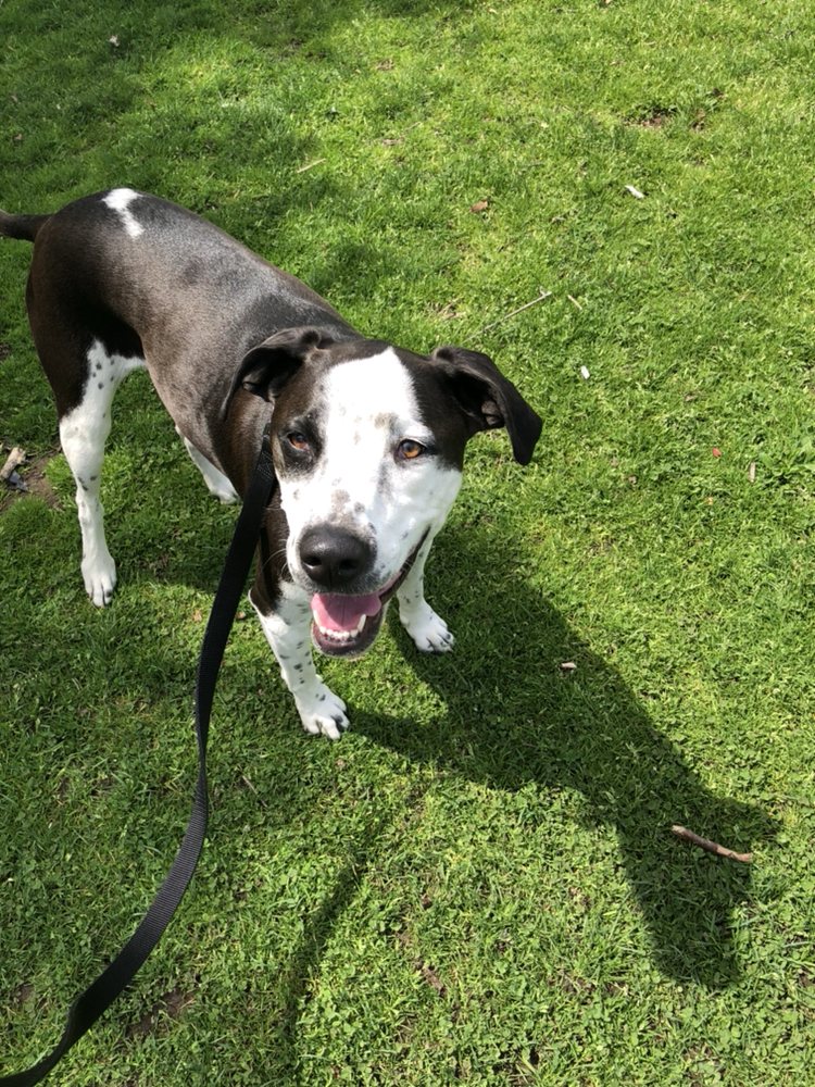 Newtondogwalker