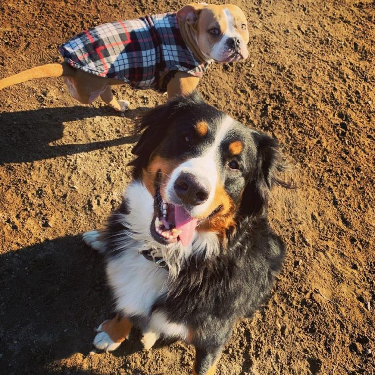 NuniatoDogPark 768x768