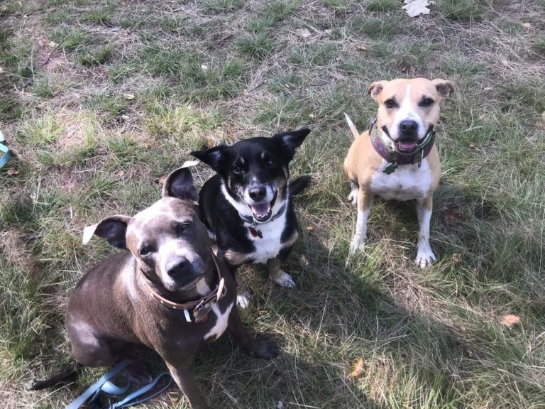 TraceyWalking 768x576