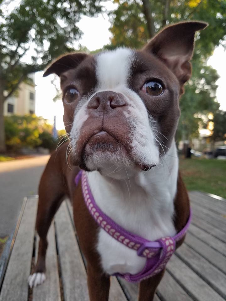 basicinstinctsboston