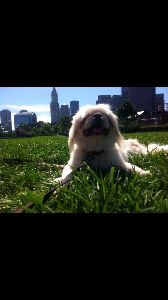 bostoncitydogs