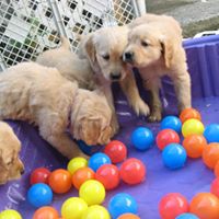 canineschool