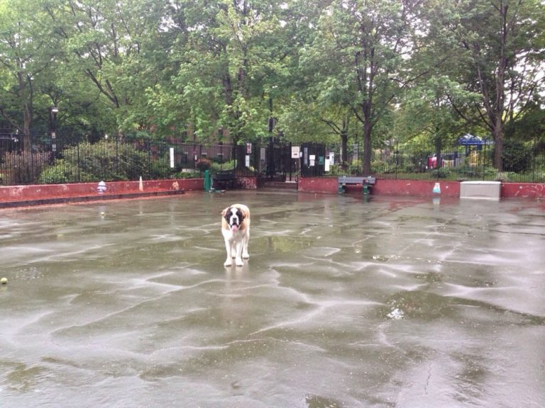 carletoncourtdogpark 768x576