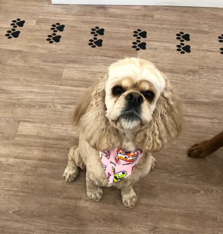 dailywhisky 1 768x807