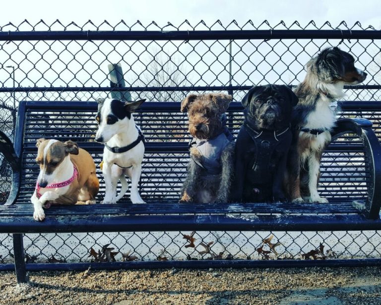 doggyvip 768x616
