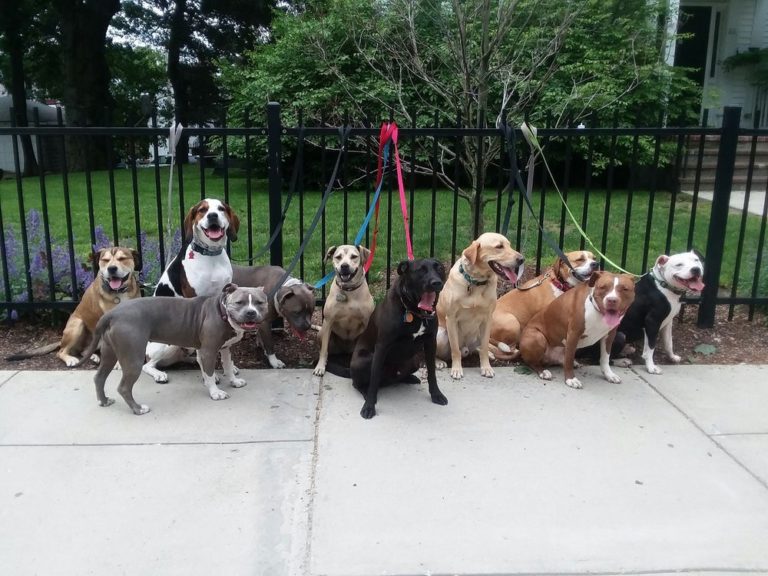 dogobedience 768x576