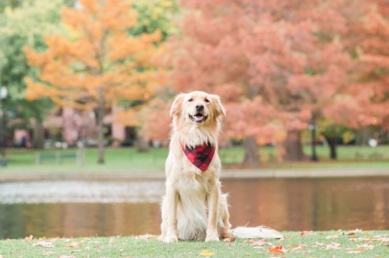 dogphotographer 768x511