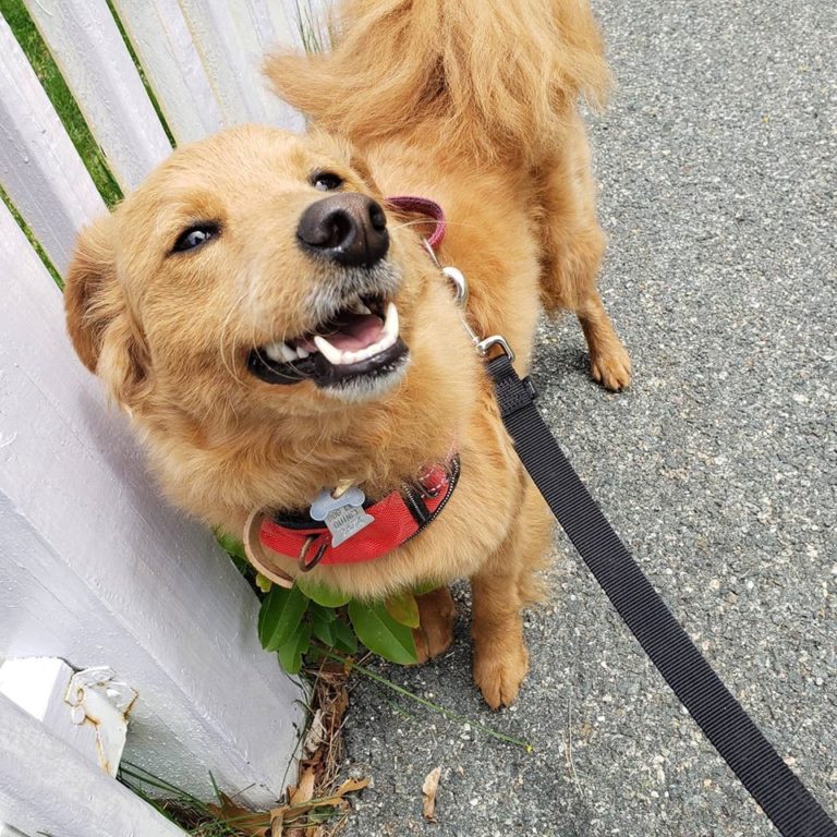 dogwalkingQuincy 768x768