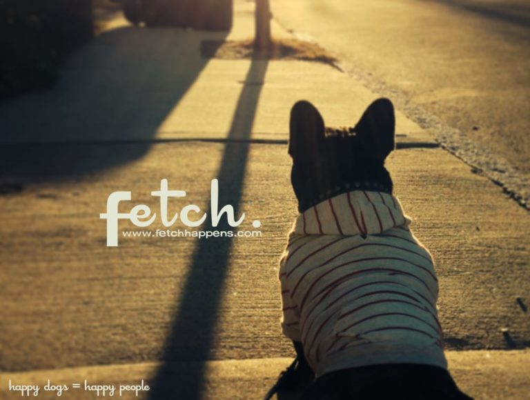 fetch 1 768x580