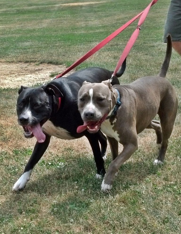 forpawspetcare 768x996