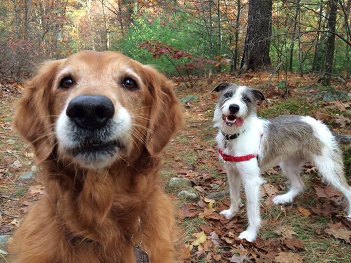 gonewithdogs