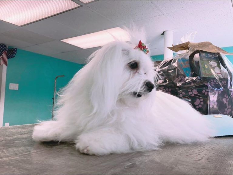 groomer 768x577