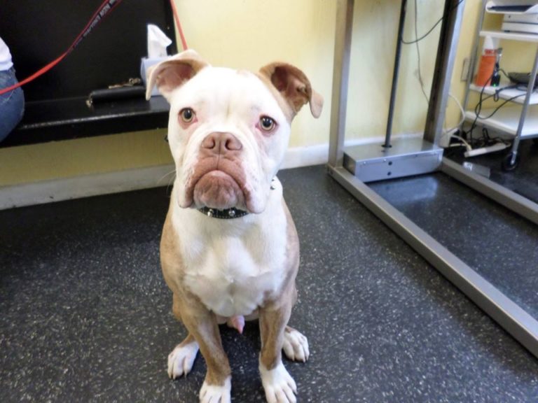 hancockanimalhospital 768x576