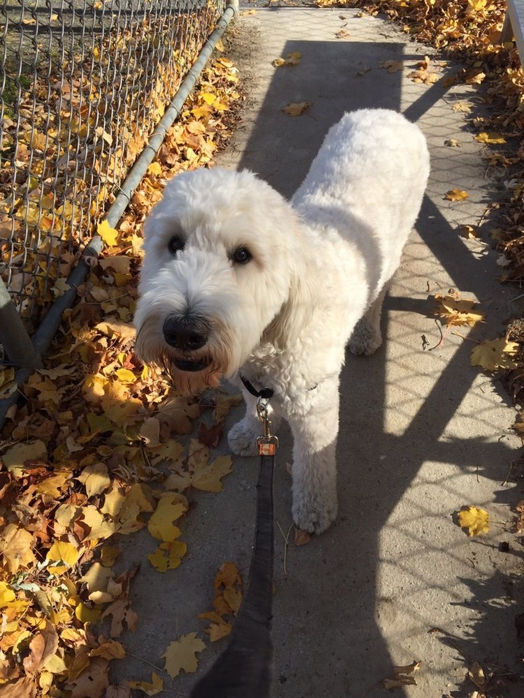 localdogpack
