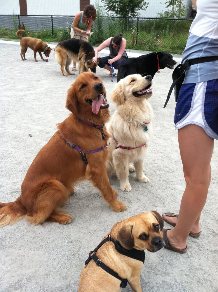 neighbourpaws