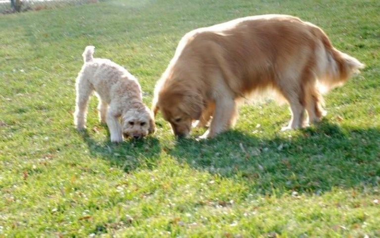 newtondogwalking 768x482