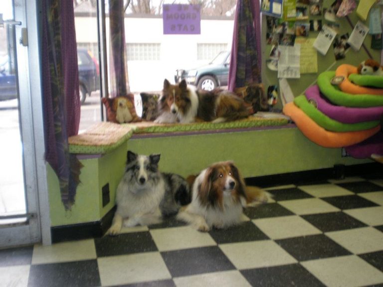 newtongroomer 768x576