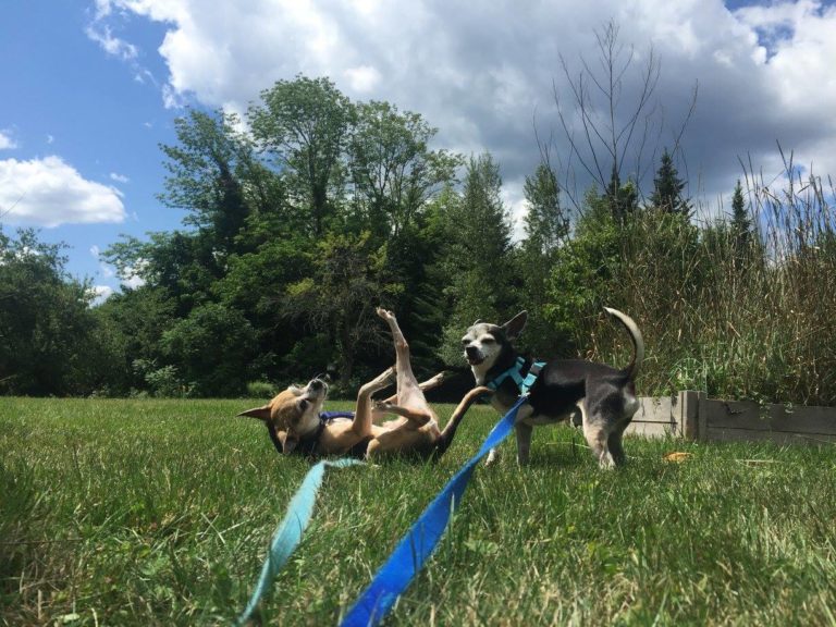 pawabouttown 768x576