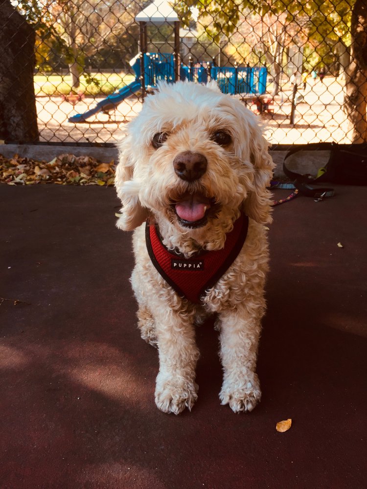 petcity