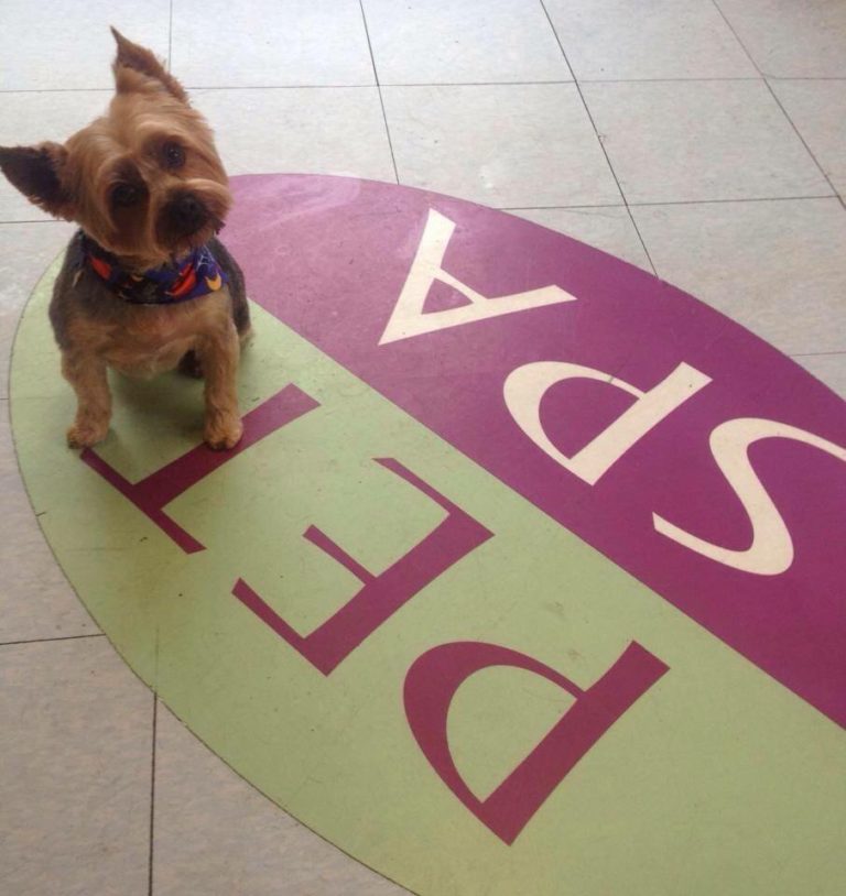 petspa 768x814