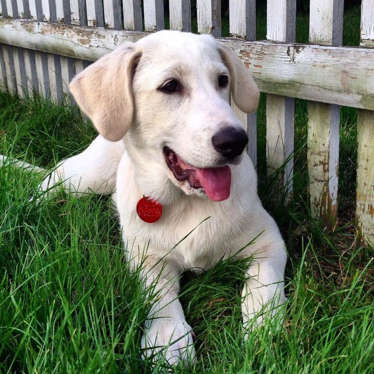 petstop 768x768