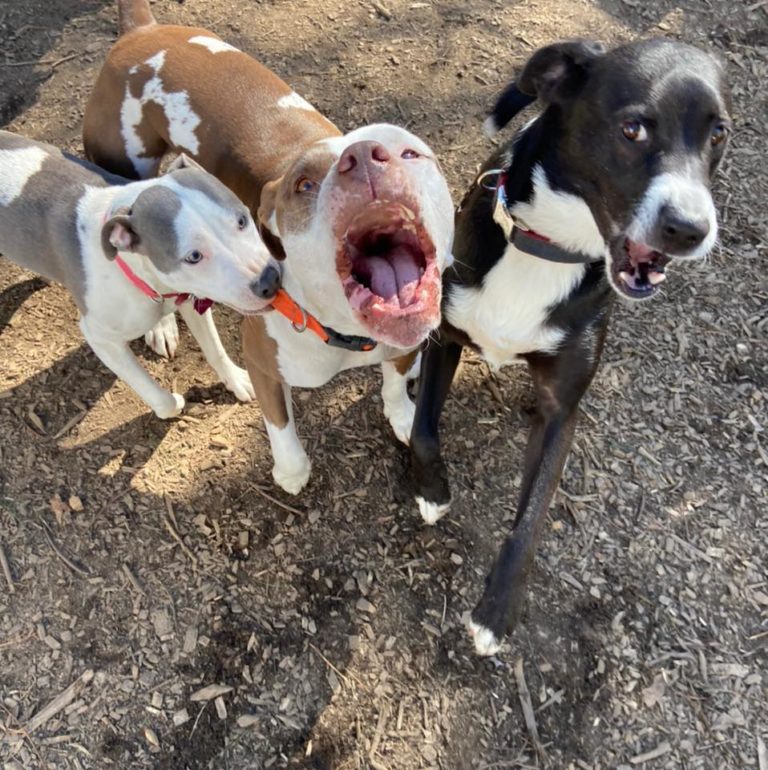 pupperifffic 768x770