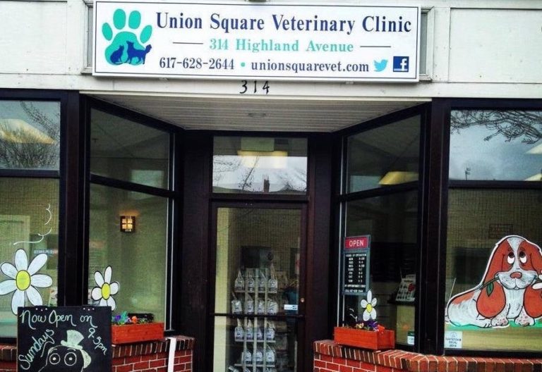 somervillepetclinic 1 768x528