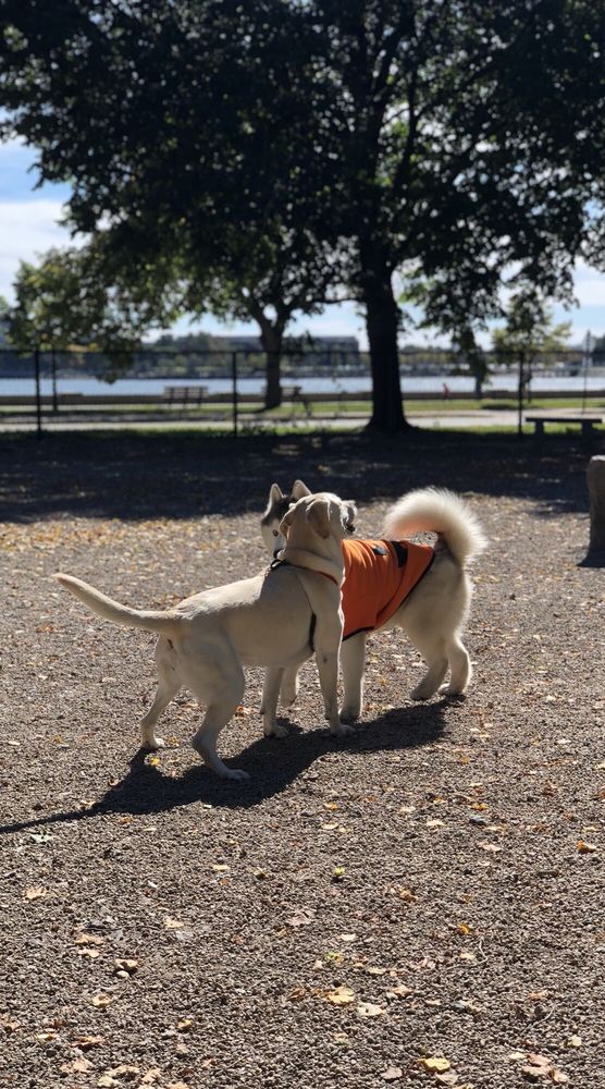 southbostonbarkpark
